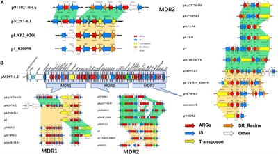 Characteristics and Epidemiology of Extended-Spectrum β-Lactamase-Producing Multidrug-Resistant Klebsiella pneumoniae From Red Kangaroo, China